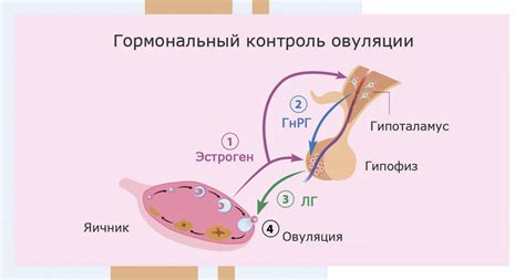 Гормональный фактор в регуляции телесной температуры после еды