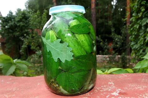 Использование листьев катрана для засолки огурцов