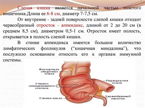 Особенности пищеварительной системы