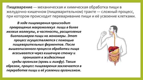 Пищеварительный процесс и терморегуляция