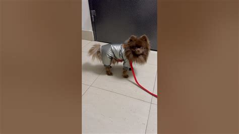 Почему хвост у шпица опущен