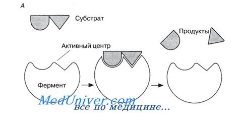 Работа ферментов в супе