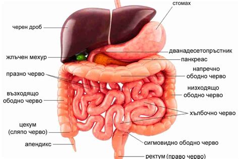 Причины возникновения новообразования в кишечнике