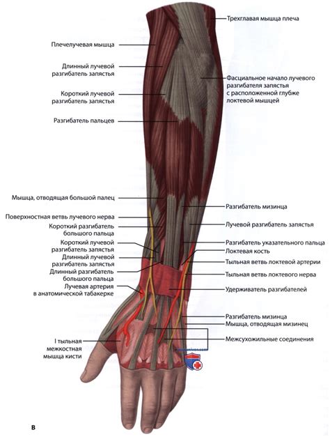 Тонкие запястья и спорт: преимущества и ограничения