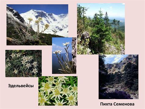 Уникальные виды растений и животных, которые можно увидеть либо на Сахалине, либо на Камчатке