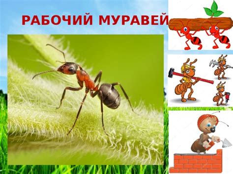 Альтернативные методы регулирования популяции муравьев по исламским принципам