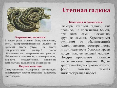 Гадюки: описание и биология