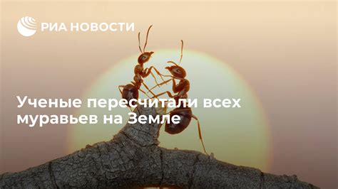 Запрет на убийство муравьев в исламской традиции
