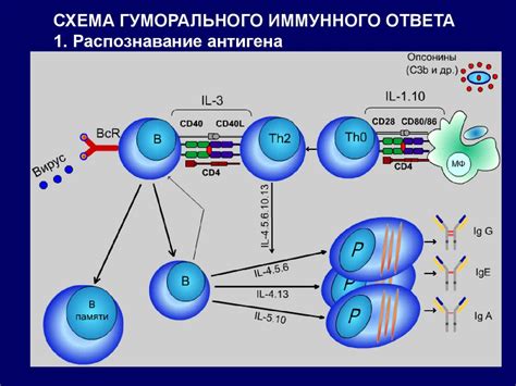 Иммунная функция
