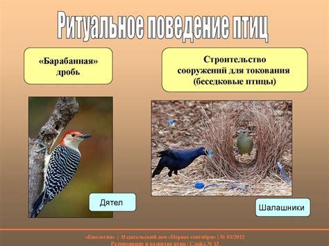 Исследования о влиянии горчицы на размножение птиц