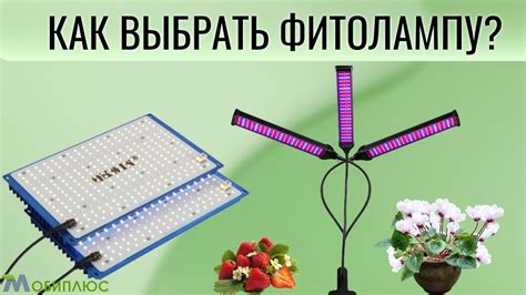 Как выбрать правильную фитолампу для растений
