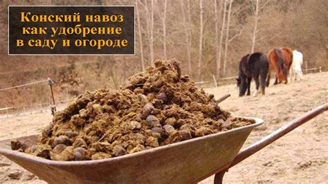 Как применять конский навоз для винограда