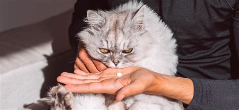 Когда и как давать кильку кошке
