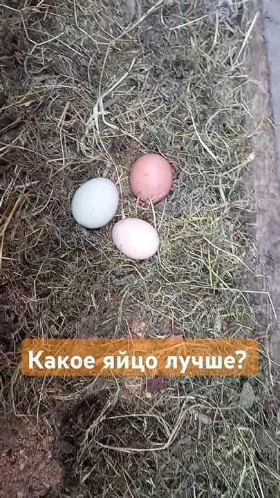 Куры: полезное дополнение к вашему двору