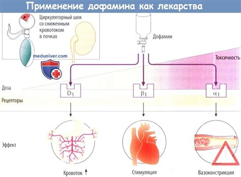Механизм действия айрана на ЖКТ