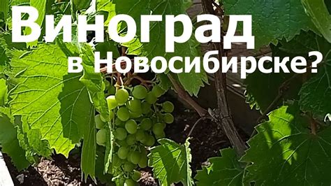 Можно ли выращивать виноград в тени