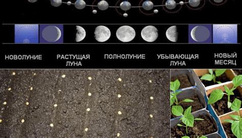 Оптимальное время посадки Тюрингии альпийской