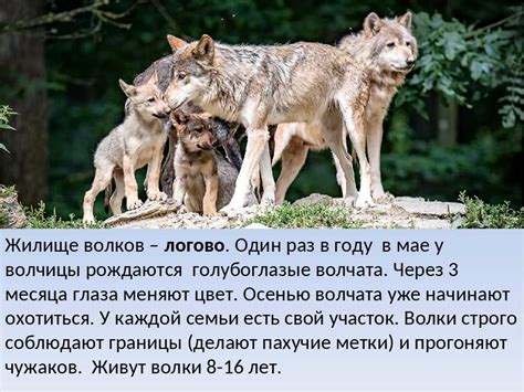 Особенности звукового репертуара волков