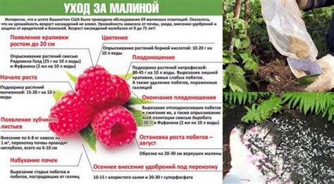 Особенности правила применения золы в удобрении для малины