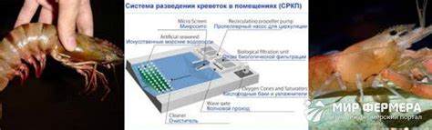Особенности пресноводных креветок