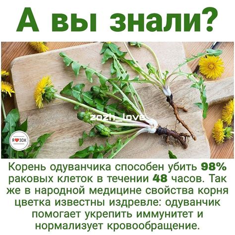Особенности употребления сырого корня одуванчика