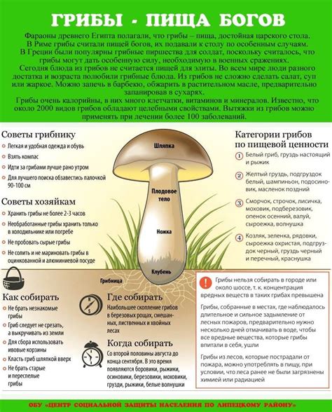 Правила промывания грибов