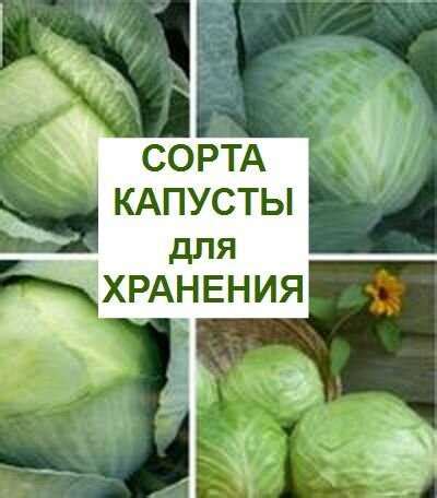 Преимущества укрывания листьями капусты