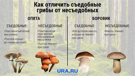 Промывание грибов: способы и советы