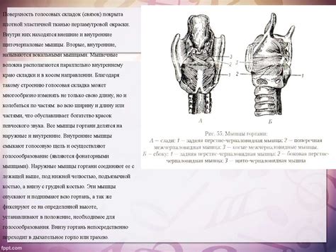 Расширение выразительных возможностей голосового аппарата