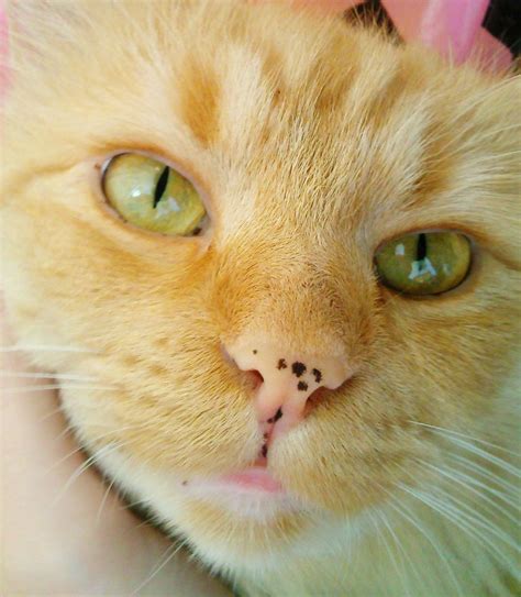 Родинки у котов
