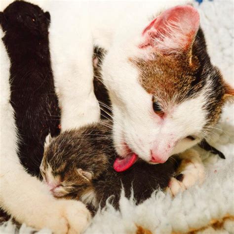 Рождение котят у кошек