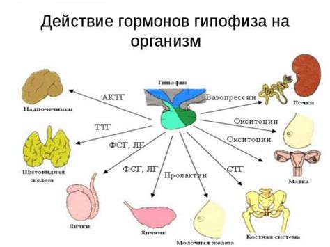 Роль гормонов в организме