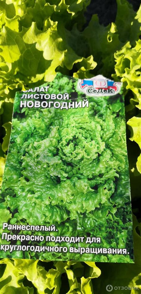 Способы использования замороженного салата листового