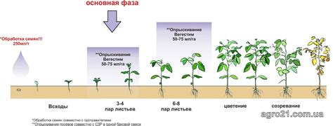 Фаза усыпления растения