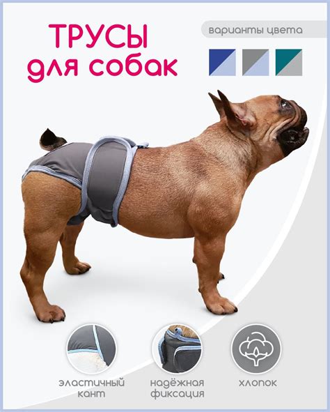 Что делать при вялости собаки при течке