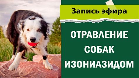 Безопасность для собаки