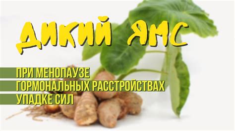 Значение горящих ляшек в народной медицине