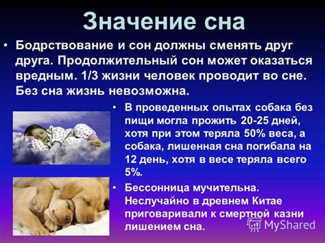 Значение сна: собака разговаривает