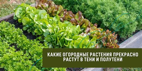 Какие растения прекрасно сосуществуют с ореховыми деревьями