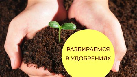Как использовать удобрения для ускорения распускания цветков