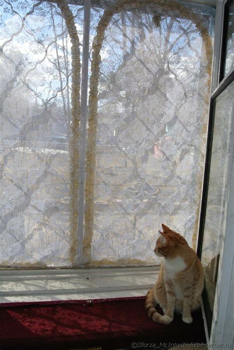 Негативные значения сна о пропавшей кошке
