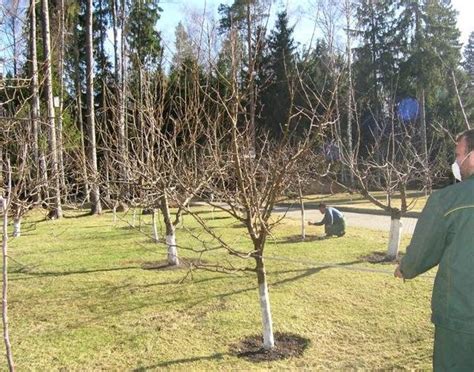Необходимые действия: продукты для помощи обработке яблони медным купоросом