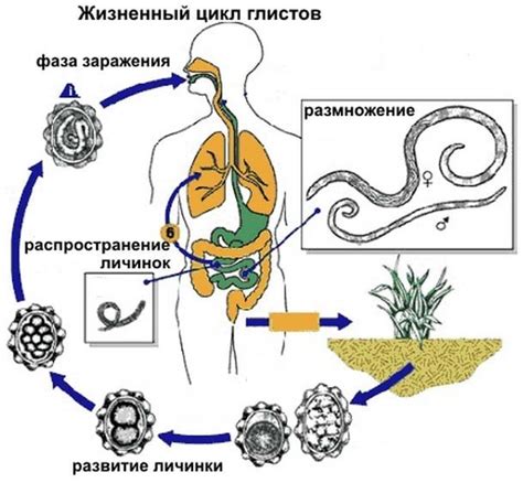 Профилактика и лечение заражения личинками глистов