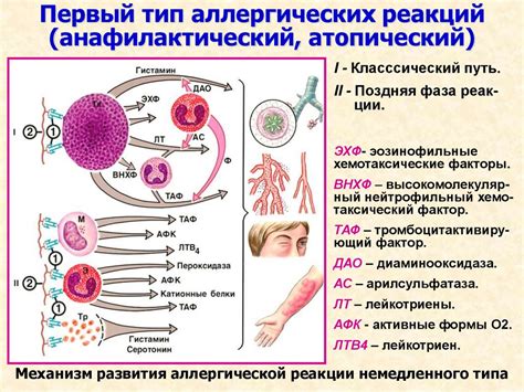 Развитие аллергических реакций