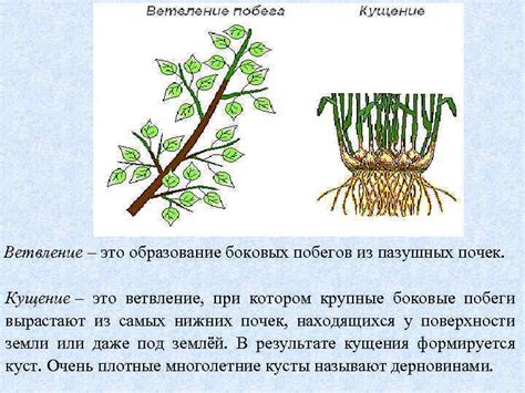 Увеличение числа боковых побегов