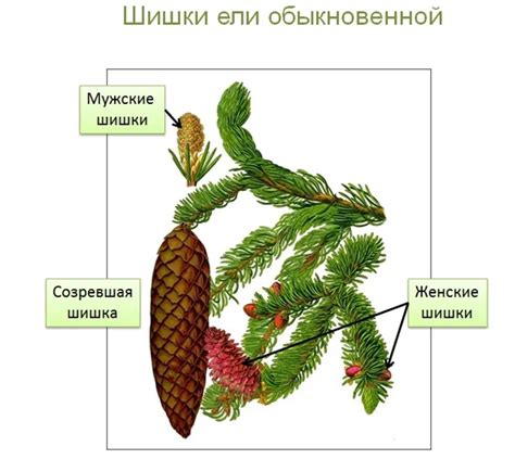 Альтернативные способы определения возраста ели обыкновенной