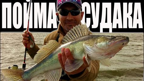Бережное отпускание: как вернуть судака в воду