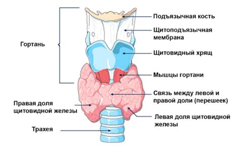 Вегетарианский вариант приготовления щитовидной железы: особенности
