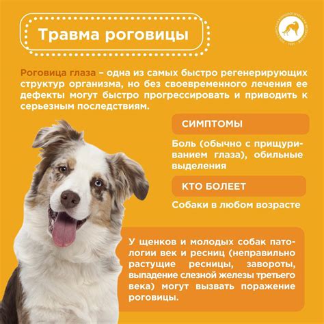 Возможные осложнения, если не обращать внимание на проблемы с глазами собаки