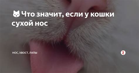Возможные причины сухого носа у коровы